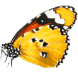 https://transpawt.de/wp-content/uploads/2019/08/butterfly.png